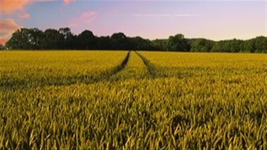 Perspectivas para o futuro dos fiagros