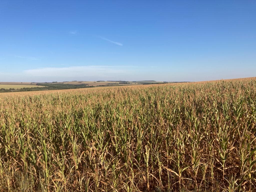 Governo propõe R$ 1,2 bi para seguro rural em 2027, abaixo do necessário
