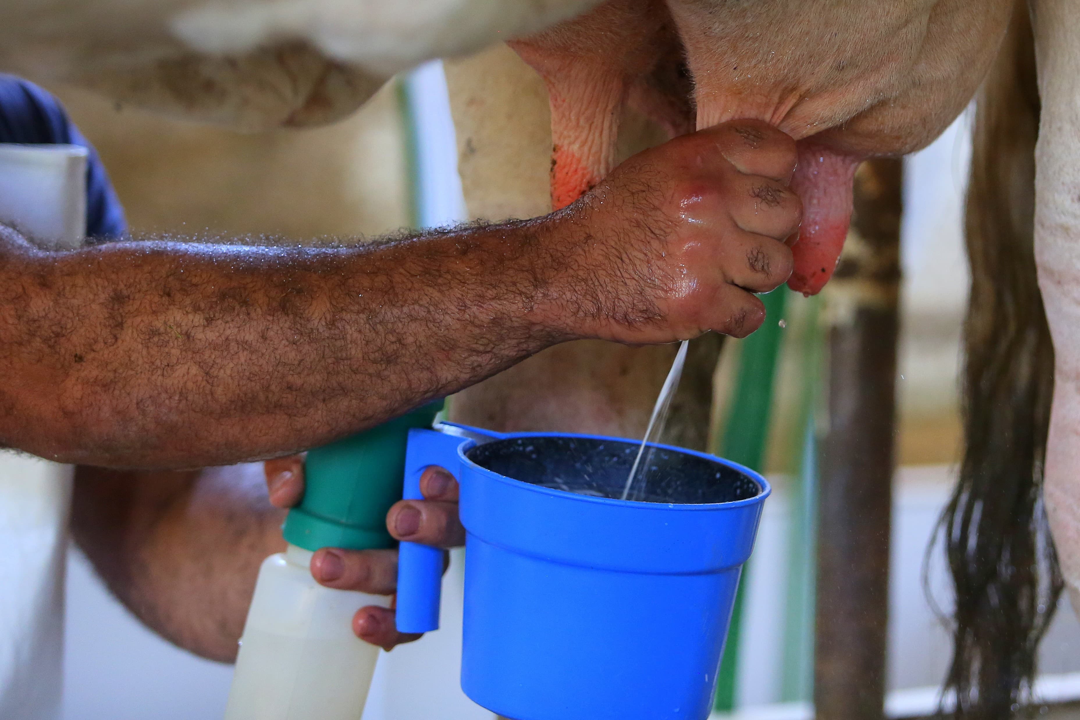 Especialistas alertam sobre riscos do consumo de leite cru e zoonoses