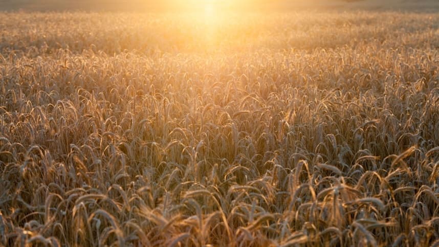 Preços do trigo no Brasil se reerguem com influência do câmbio e geopolítica