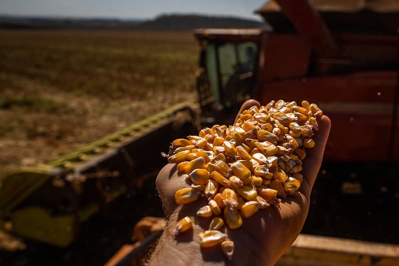 Colheita de milho em Mato Grosso alcança 90,66% da área prevista