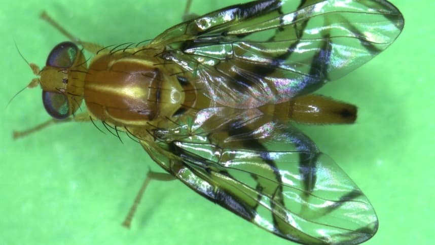 Controle eficiente das moscas-das-frutas: uma inovação promissora