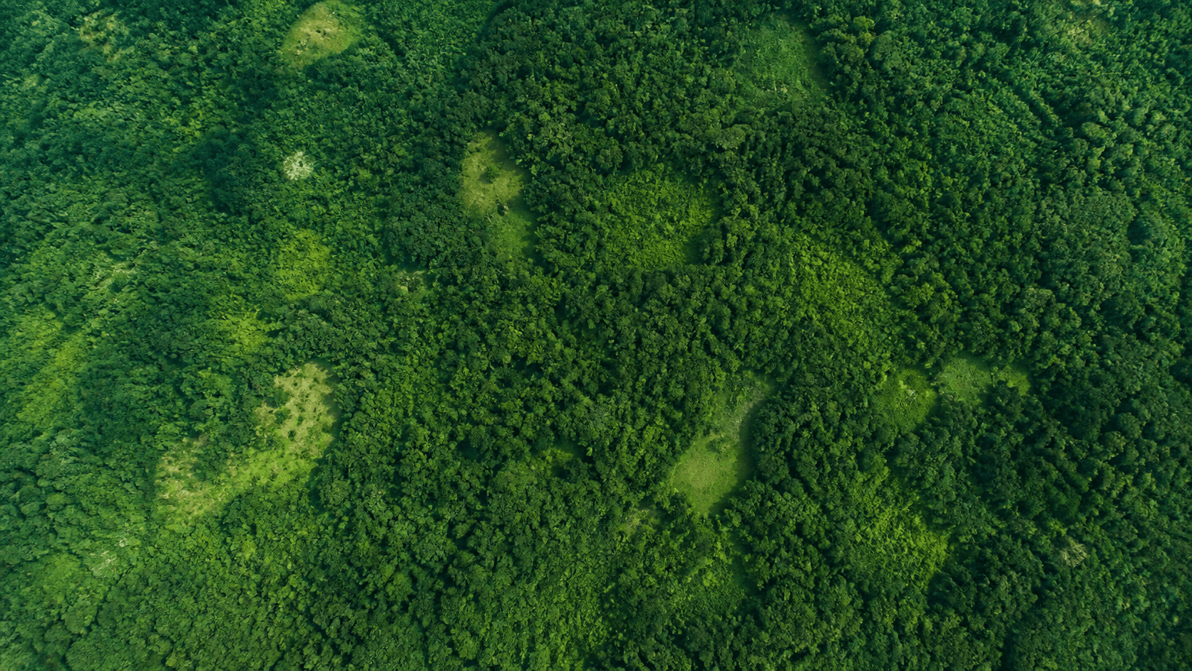 Desmatamento na Amazônia registra queda de 36,87% em 2026