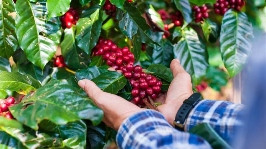 Bahia se destaca na produção de café no Dia Mundial do Café