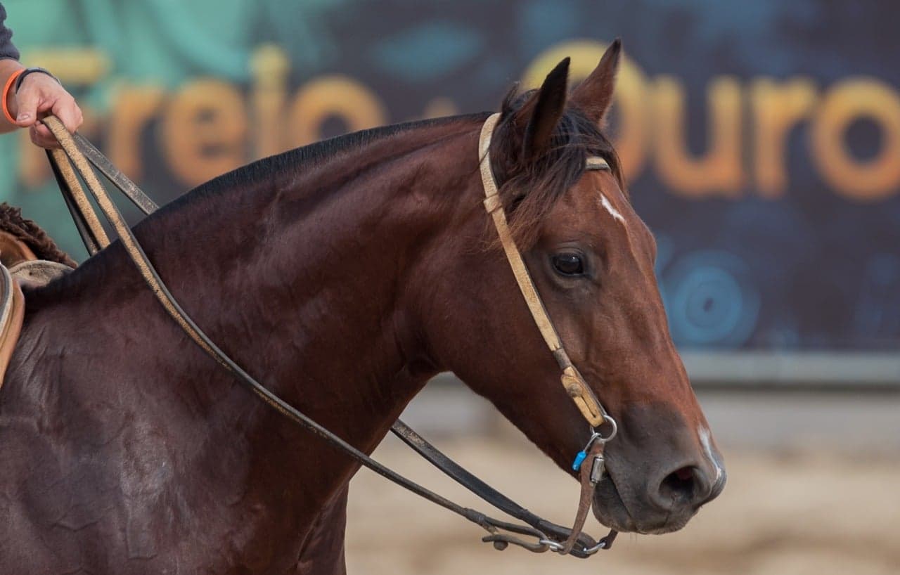 Cavalo Crioulo impulsiona vendas na Expointer 2026 com crescimento de 17,16%