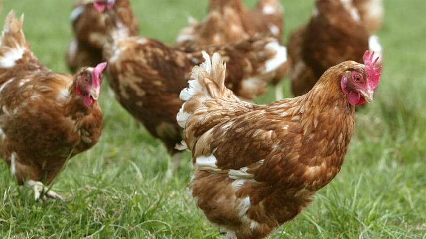 Salmonella em ovos na Europa destaca a importância da rastreabilidade