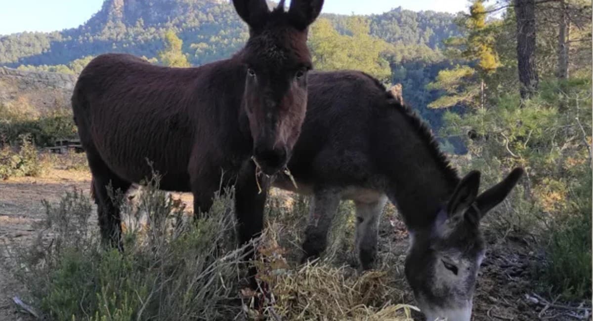 Animais ajudam na prevenção de incêndios florestais na Espanha