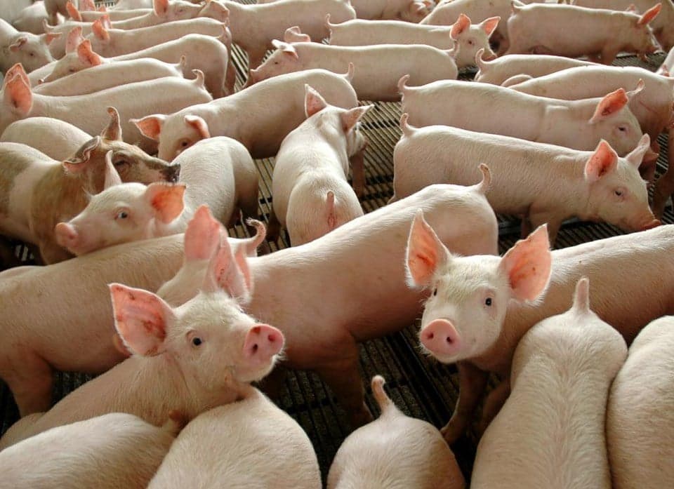 Exportações de carne suína do Brasil seguem fortes, mas desaceleram
