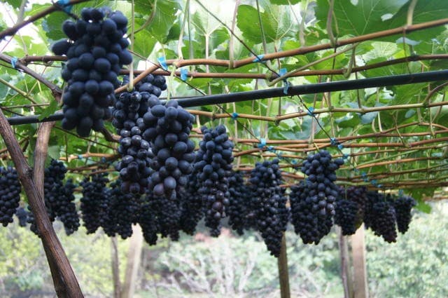 Aumento na procura por uvas sem sementes no Vale do São Francisco