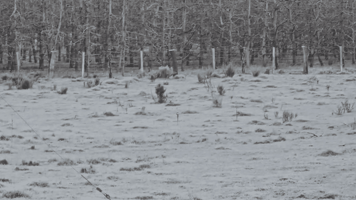 Massa de ar frio provoca geadas em Santa Catarina