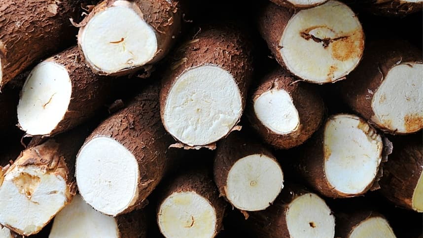 Benefícios da termoterapia para aumentar a produção de mandioca no Brasil