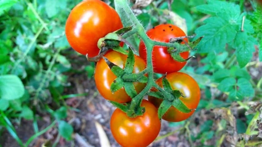Como o girassol pode ser prejudicial ao cultivo de tomateiros.