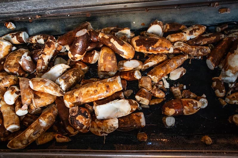 Chuvas limitam colheita de mandioca e sustentam preços no mercado