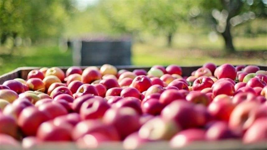 Altas temperaturas prejudicam frutas e hortaliças