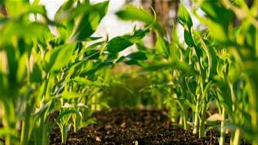 Manejo no Plantio é Crucial para Aumentar Produtividade das Lavouras