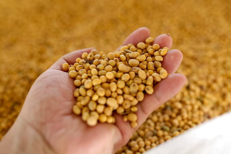 Preço da soja sobe em Chicago com demanda robusta de biocombustíveis