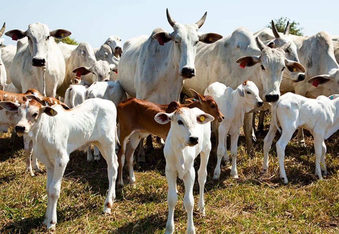 Trump permite importação de carne moída sem tarifas para baixar preços nos EUA