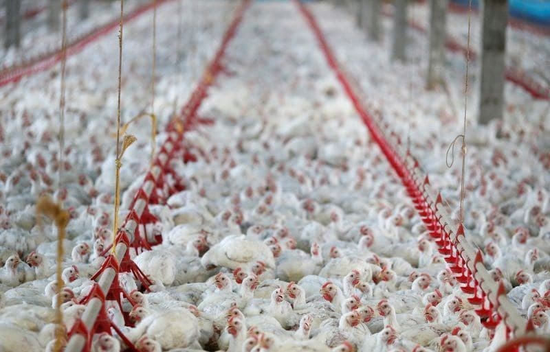 Itaú BBA analisa impacto de restrições comerciais na carne de frango após caso de Newcastle