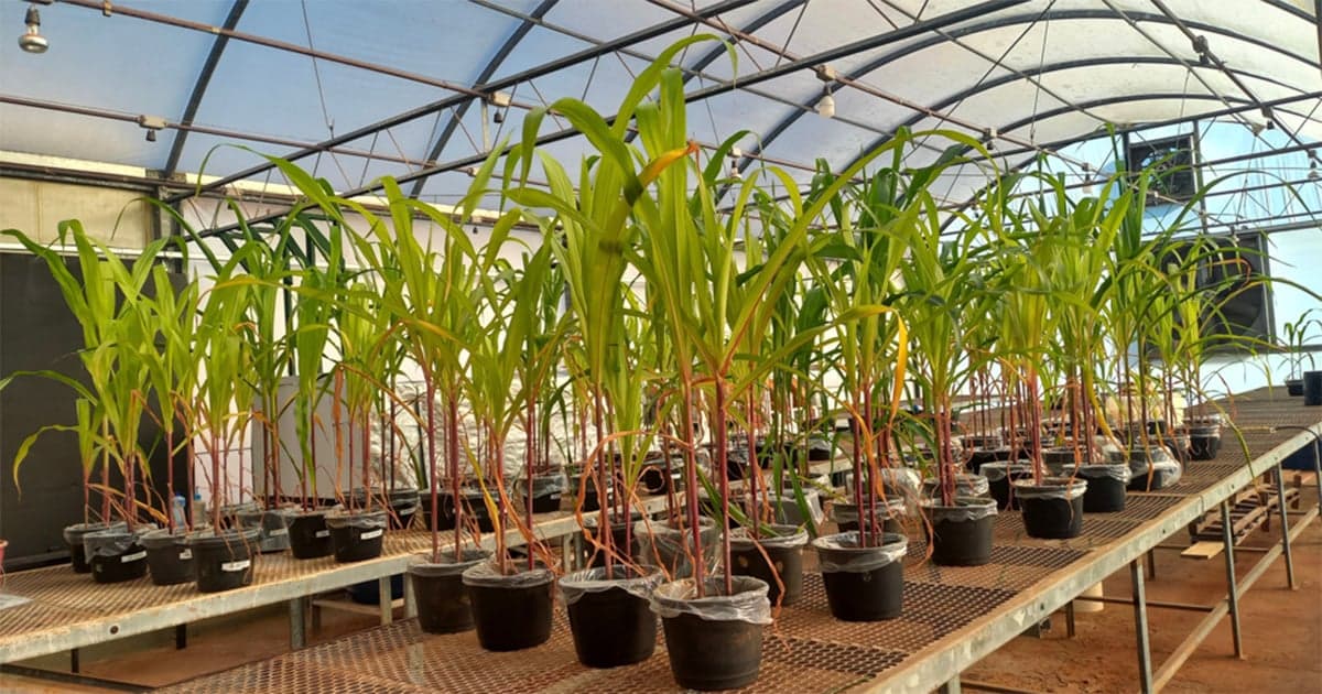 Fertilizante mineral aliado a aditivo biológico melhora solo