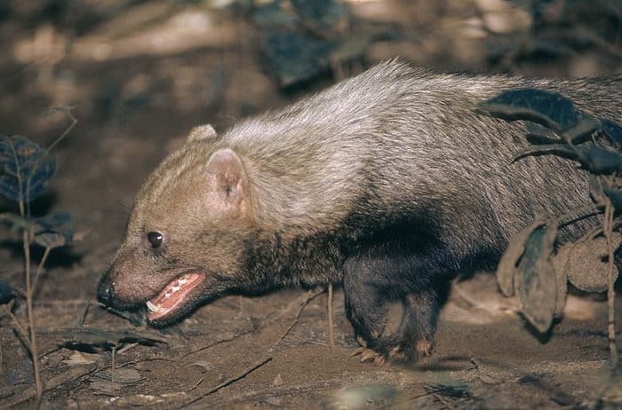 Cachorro-vinagre é registrado em áreas de conservação no Pantanal
