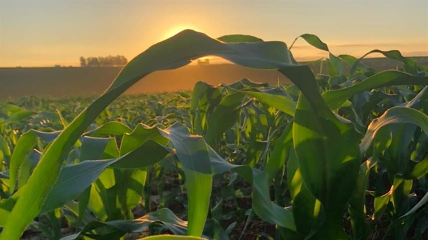 Queda no mercado de milho devido a fatores externos e cautela interna