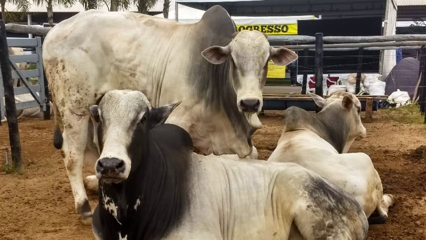 Queda na cotação da vaca em São Paulo
