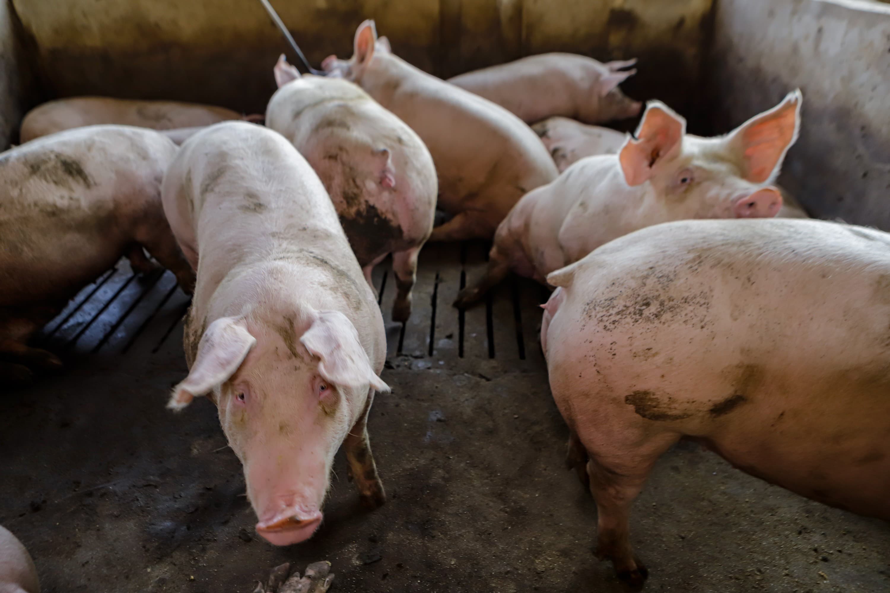 Preços de suínos e carne caem mesmo com vendas externas crescentes
