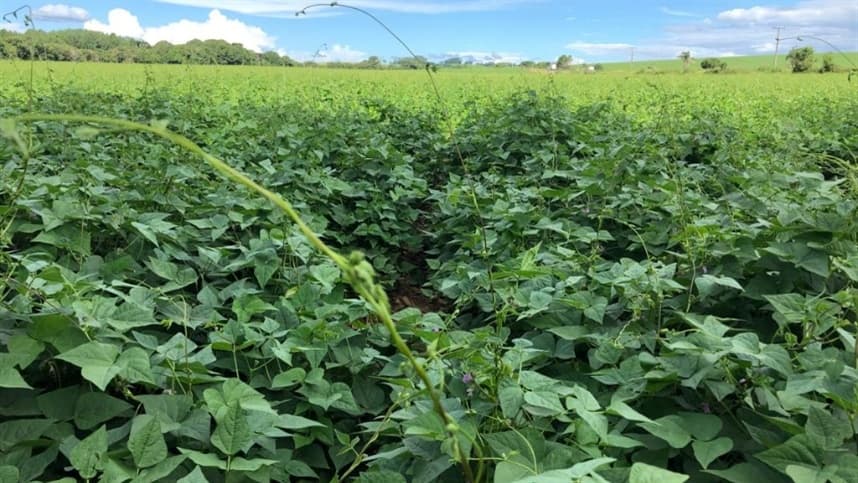 Desafio de mercado: dinâmica complicada para o setor do feijão