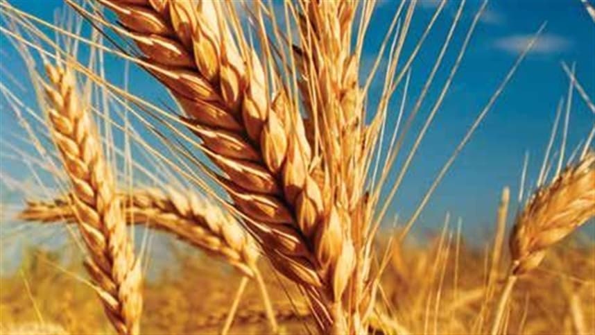 Mercados agrícolas sobem com destaque para trigo e soja em meio a tensões geopolíticas