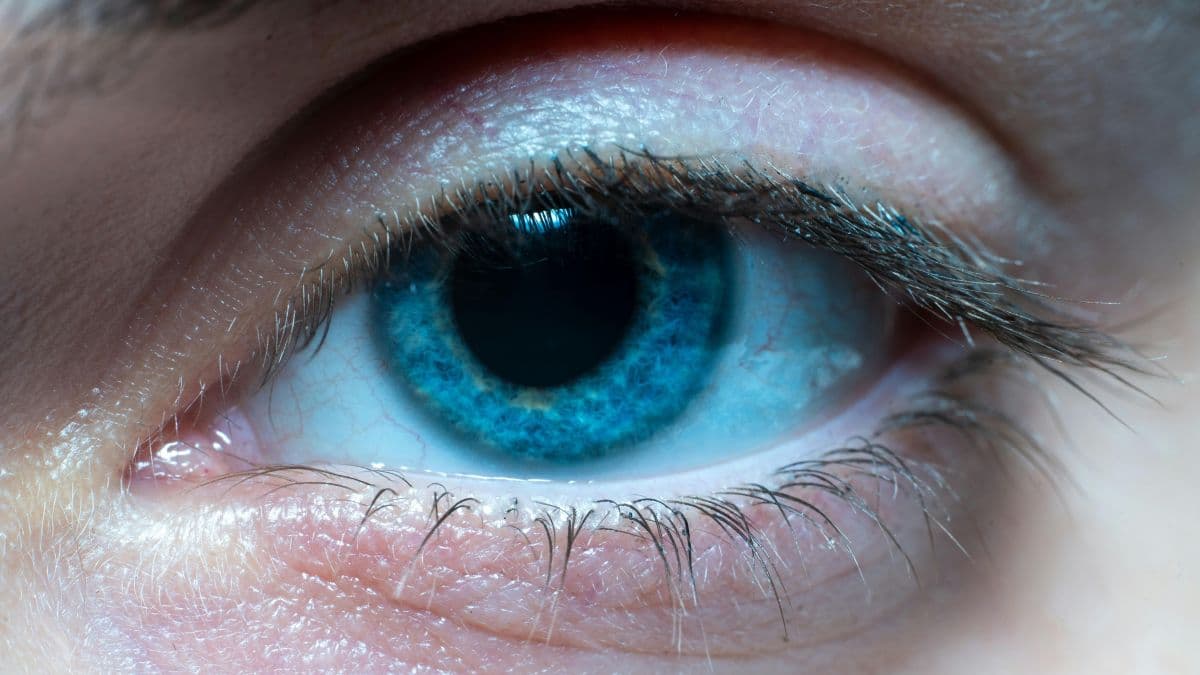 Limitações da visão humana em comparação com outras espécies