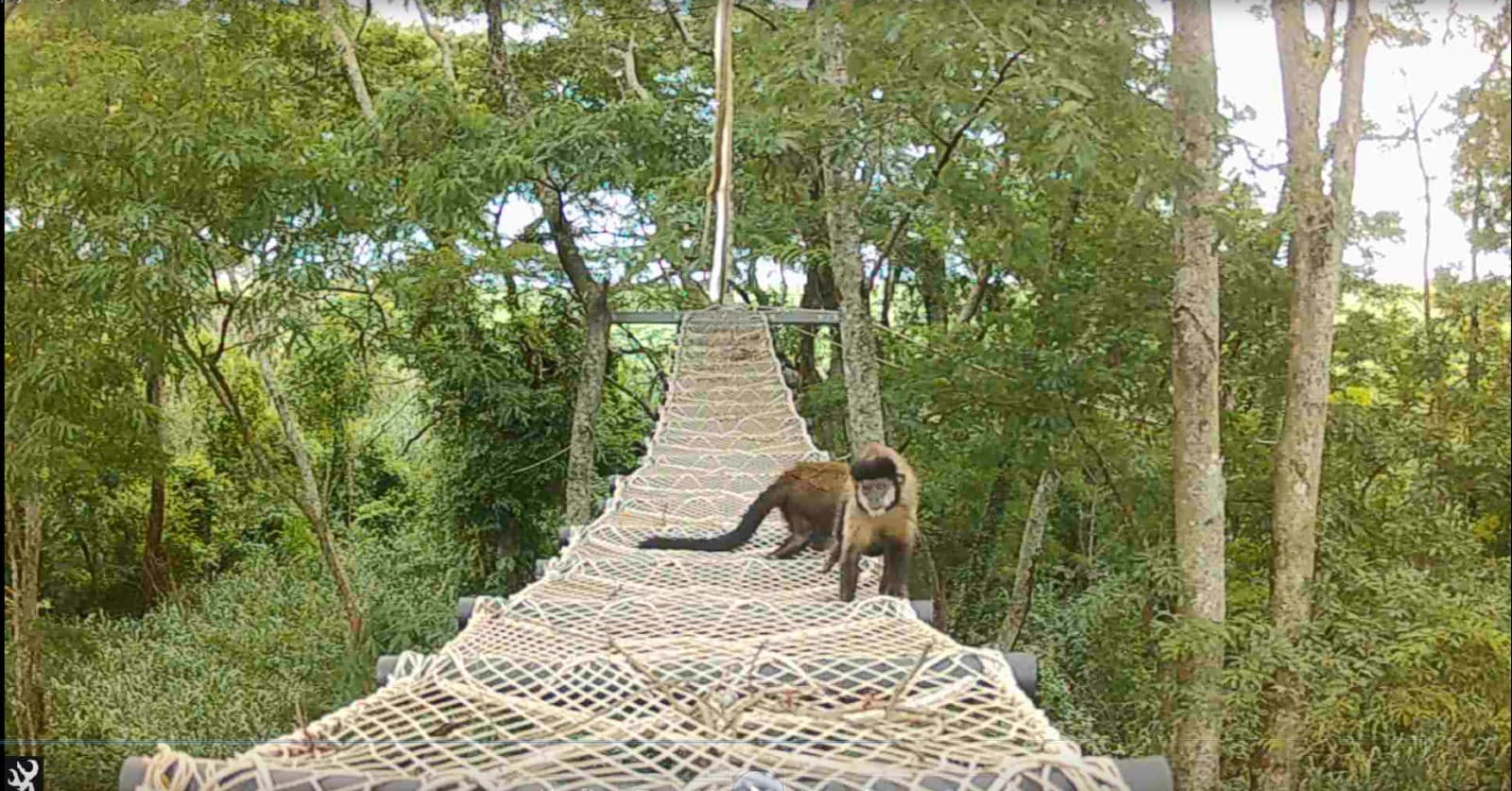 Pontes de dossel ajudam fauna a cruzar ferrovias em SP