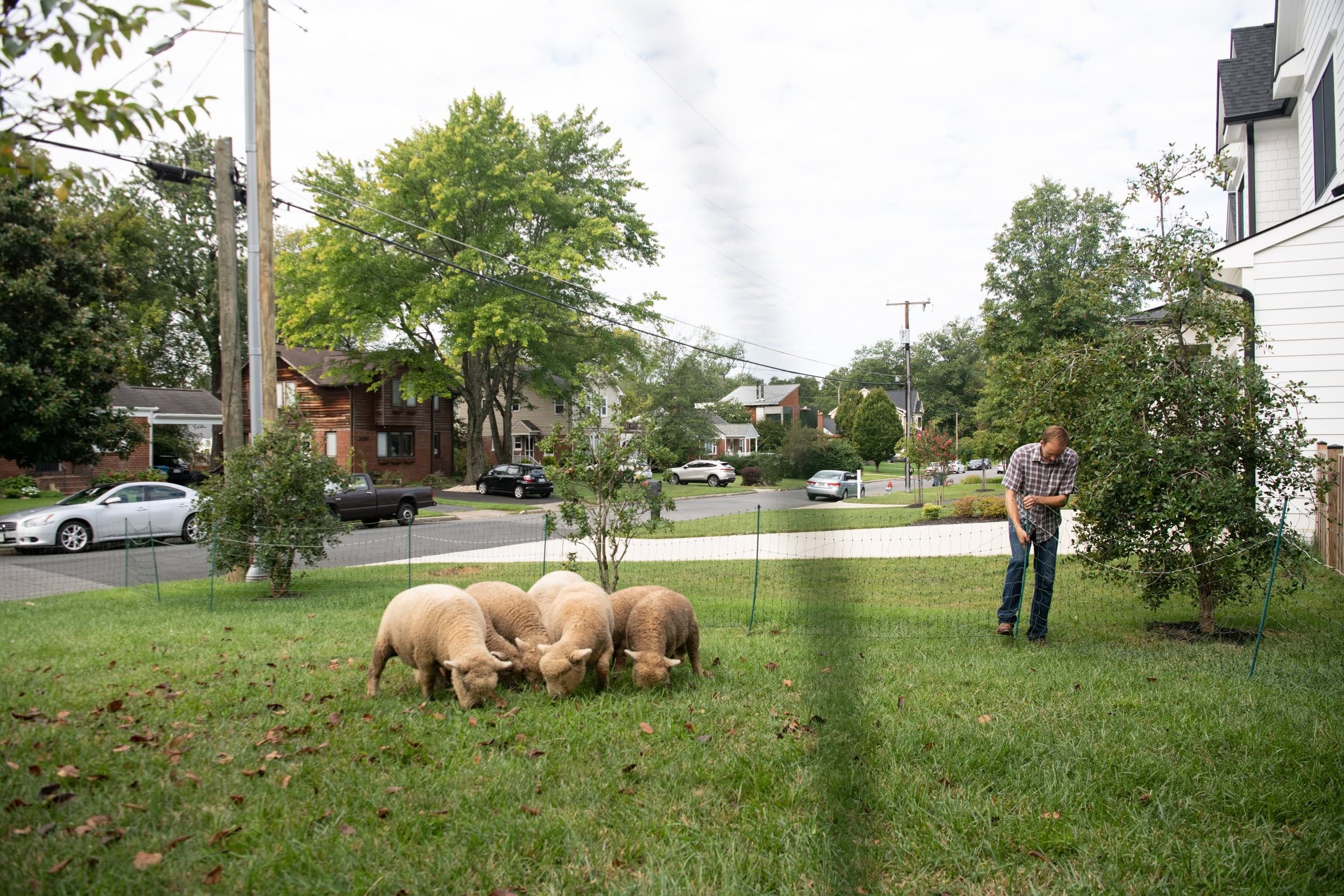 Ovelhas cortadoras de grama transformam paisagens em D.C.