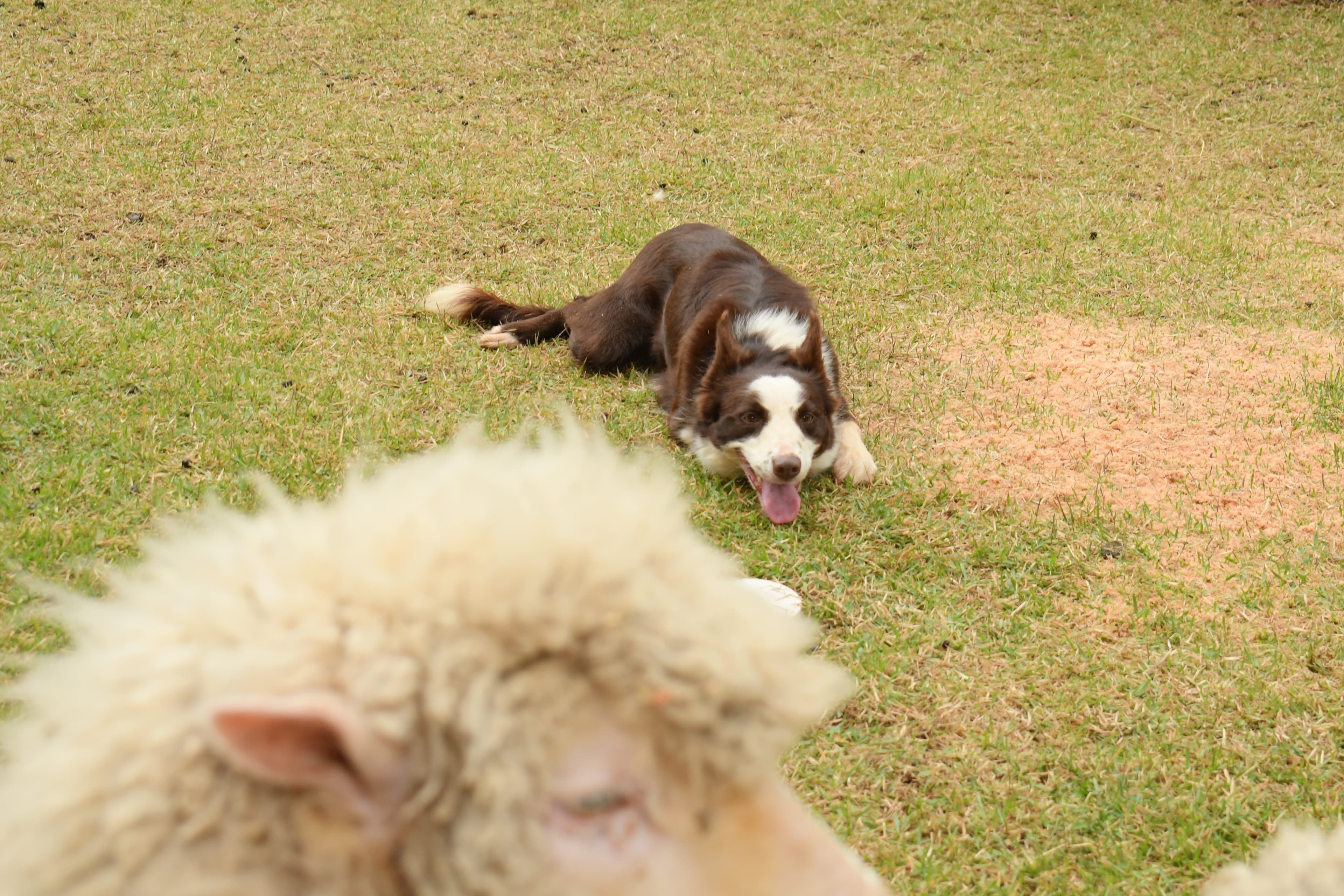 Cães border collie ajudam no manejo de ovelhas na Expointer