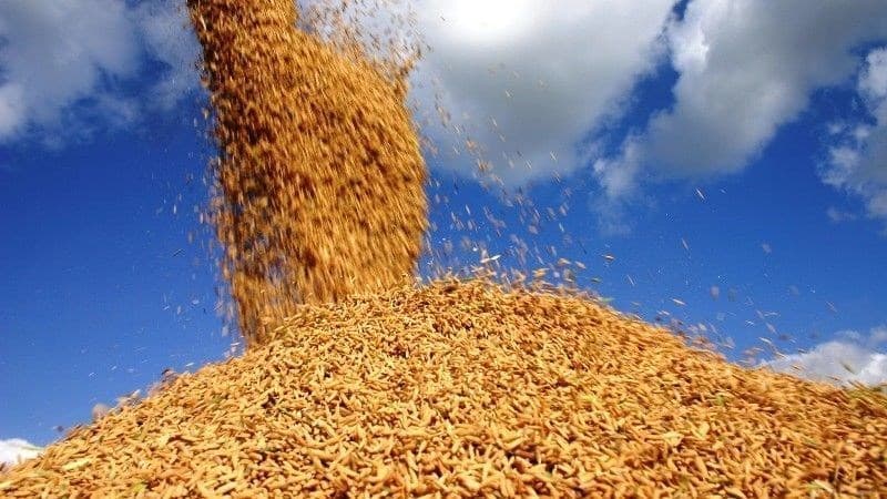 Arroz tem alta de 22% no preço ao produtor no Rio Grande do Sul