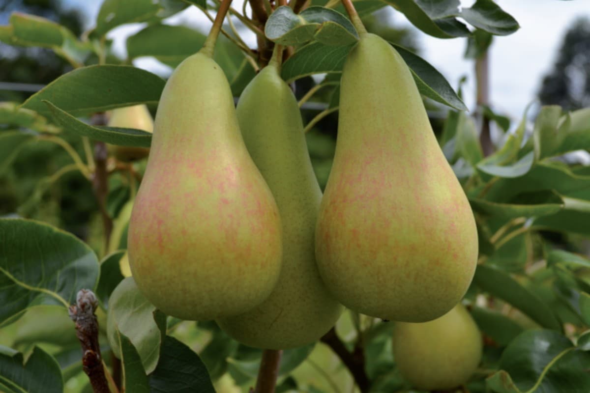 Embrapa disponibiliza guia para cultivo de peras com variedades recomendadas