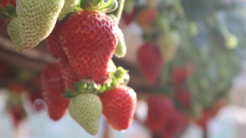 Produção de morango na região de Caxias do Sul se mantém estável