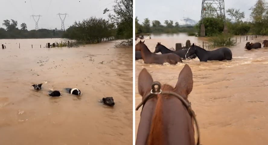 Cães auxiliam no resgate de cavalos em enchente no Rio Grande do Sul.