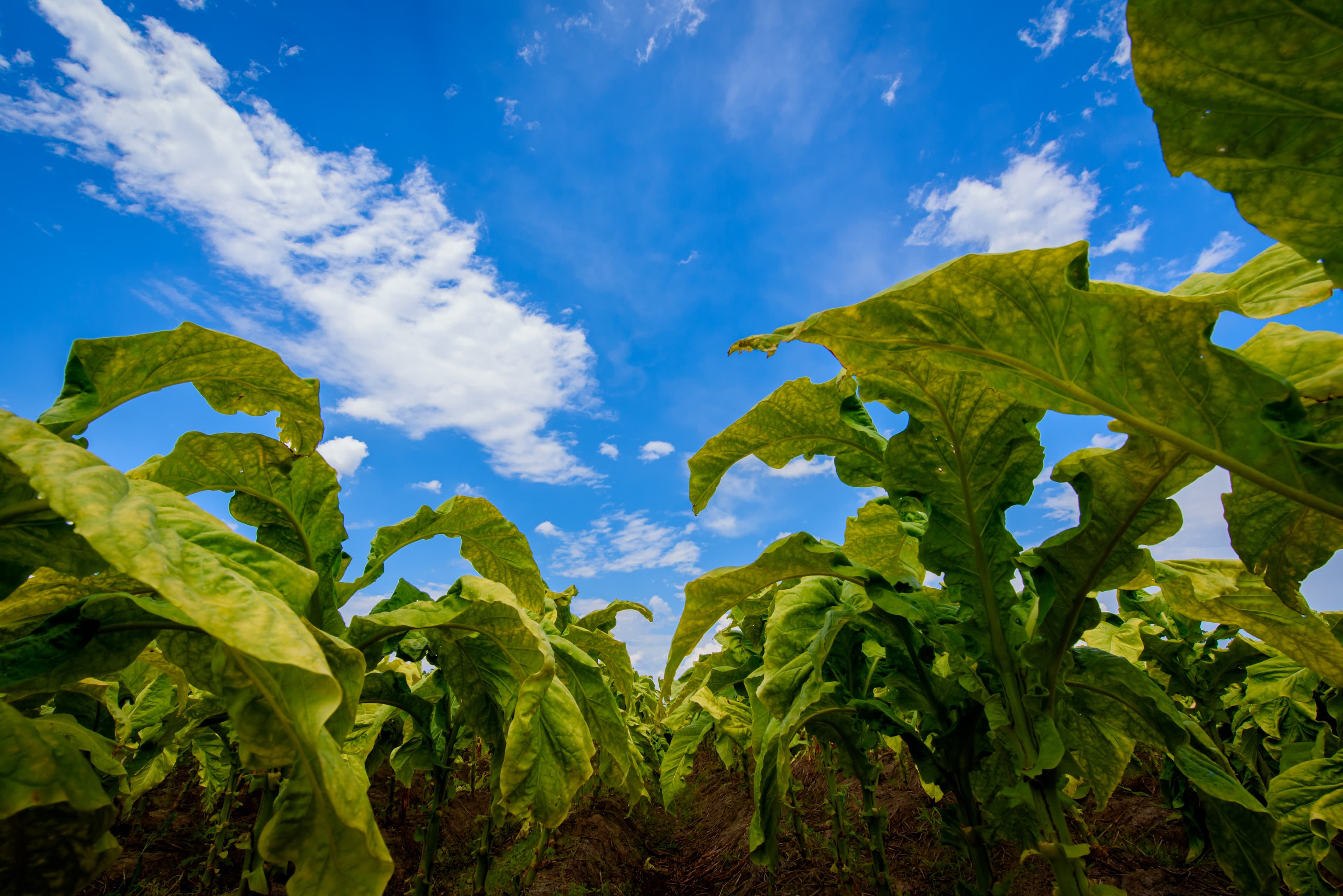 Produtores enfrentam queda na safra de tabaco no Sul do Brasil