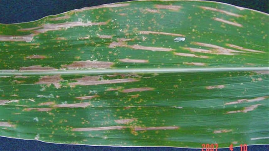 Campo apresenta resultados positivos do fungicida recém-lançado