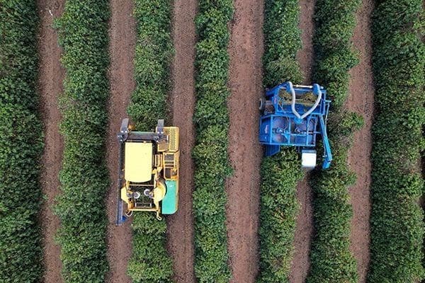 Colheita de café no Cerrado Mineiro avança com 81% da área colhida