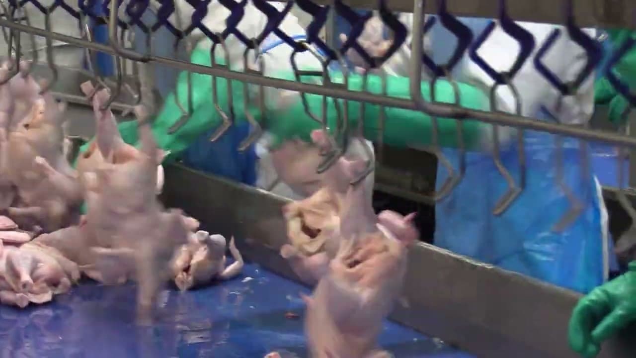 Mercado de proteínas no Brasil: estabilidade nos ovos e desafios no frango