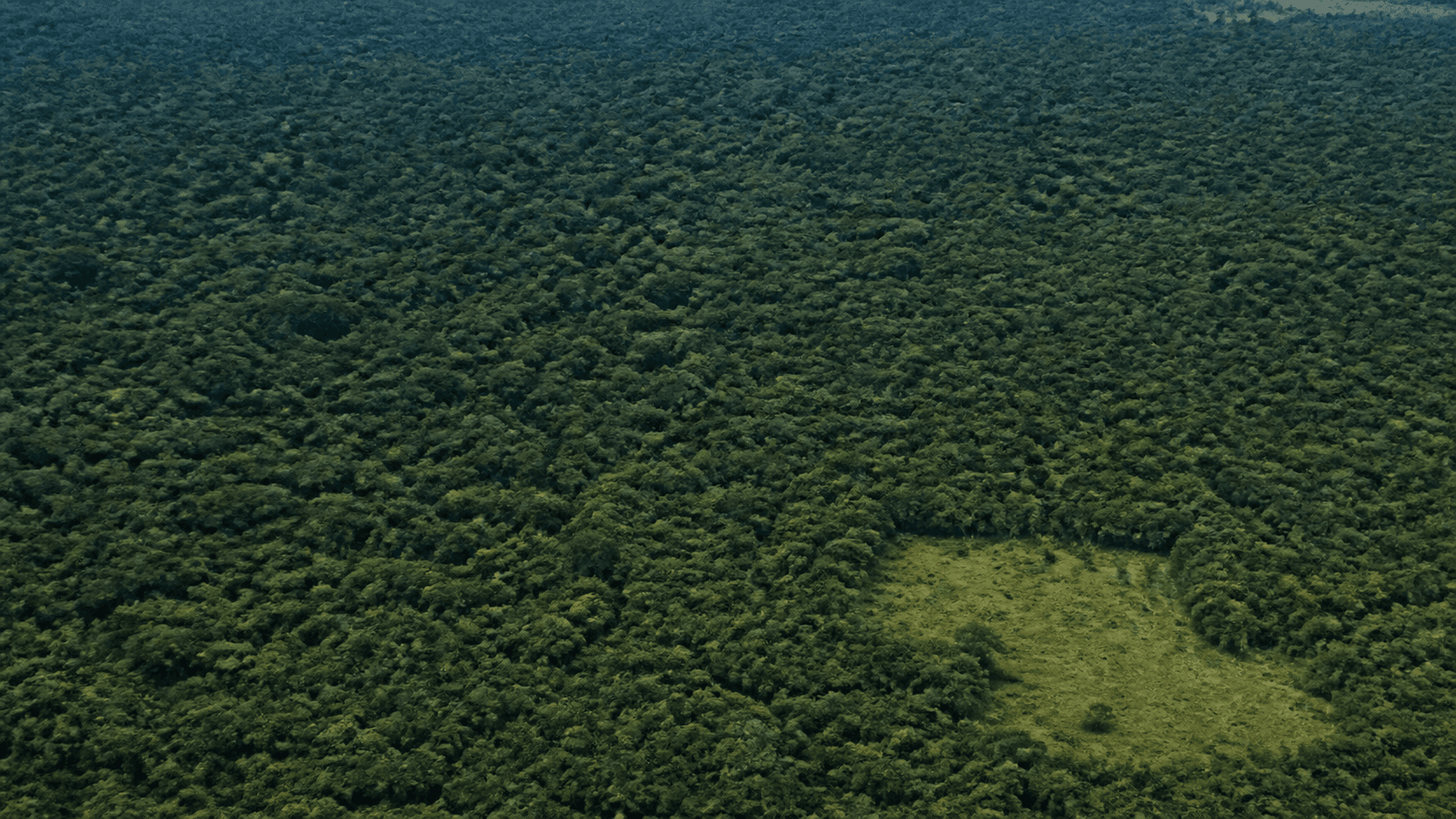 Desmatamento na Amazônia: 60% das terras indígenas sem perda