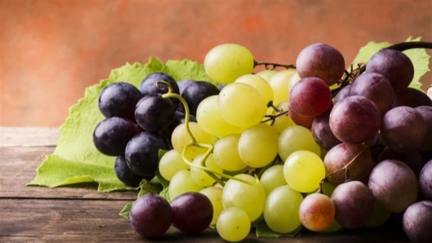 Produtores de uva se preocupam com diminuição na produção