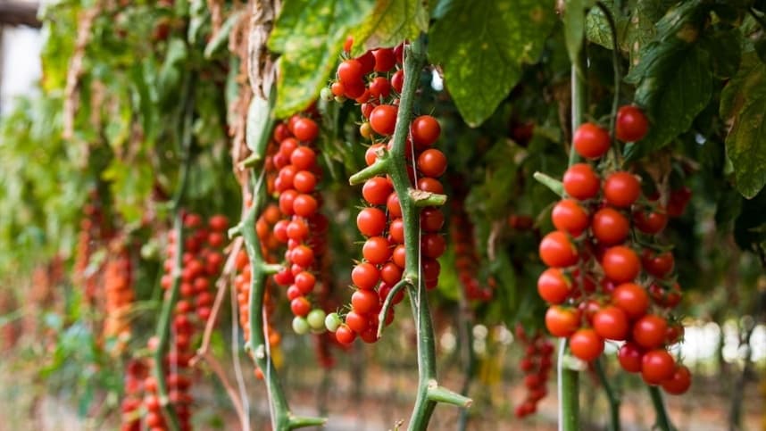 Tomates mais consumidos: saiba mais sobre as variedades cereja, grape e italiano