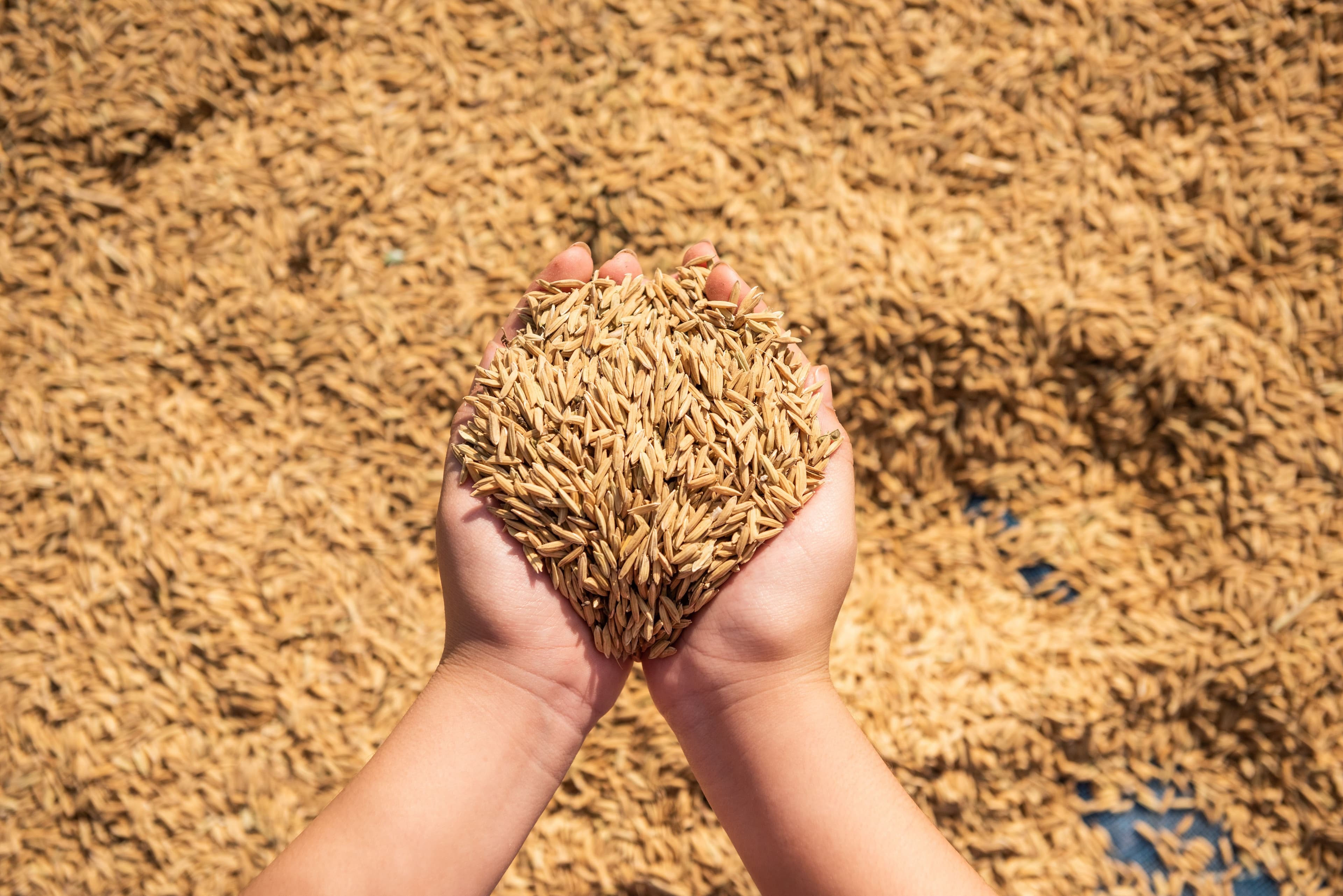 Preços do arroz em casca no RS sobem, mas produtores enfrentam dívidas