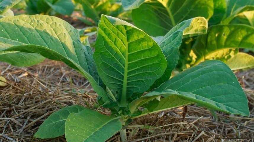 FENTIFUMO solicita reunião com Ministro do Trabalho