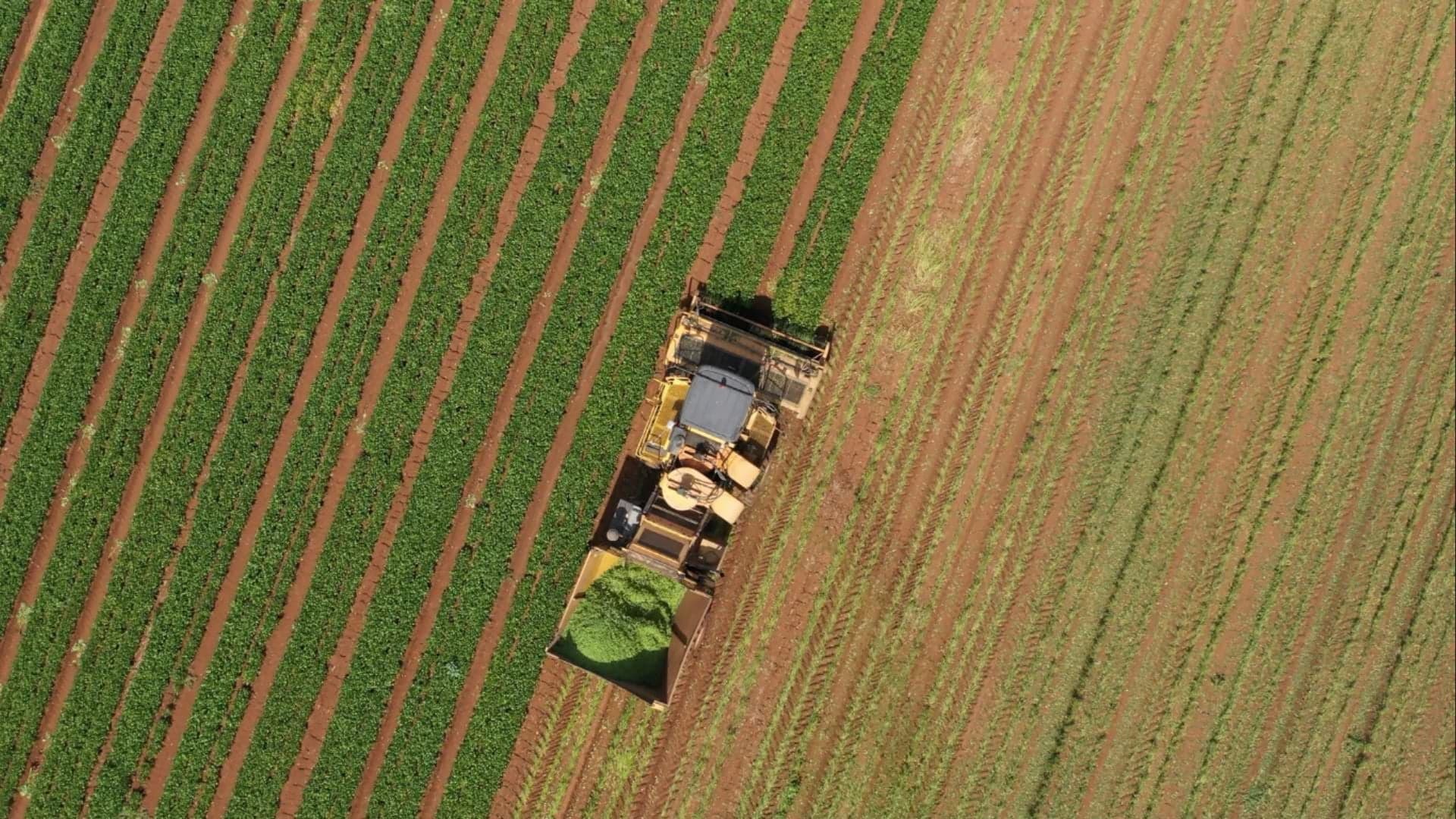 Gestão eficiente é vital para fazendas lucrativas, diz especialista