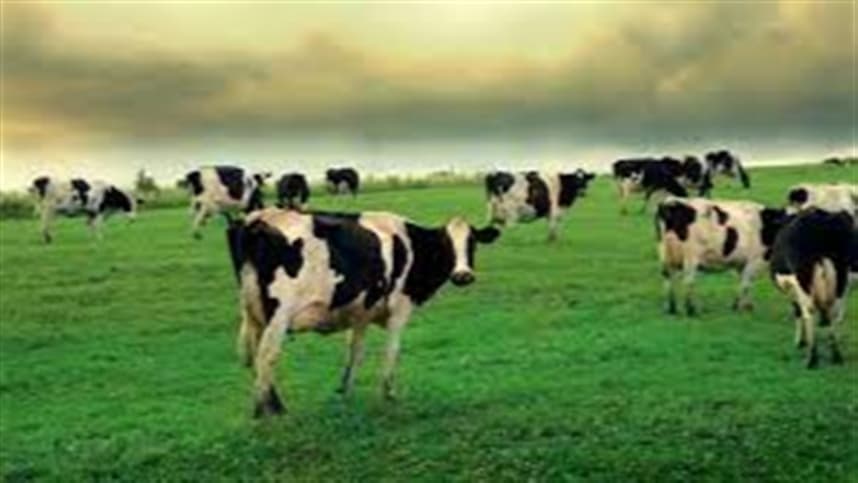 Cepea aponta cenário propício para aquisição de boi magro