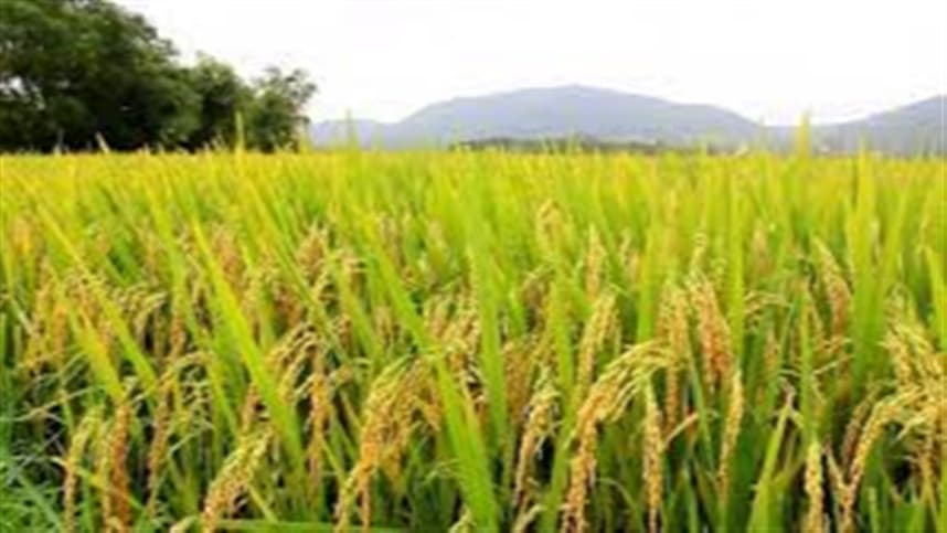 Manejo de plantas daninhas em lavouras de arroz irrigado exige atenção