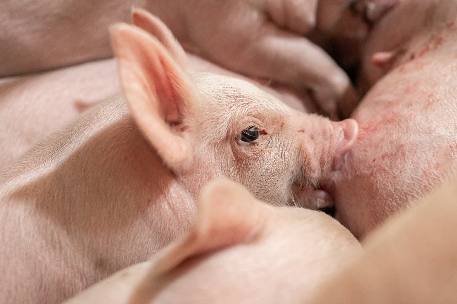 Suinocultura brasileira avança em bem-estar animal, mas enfrenta desafios